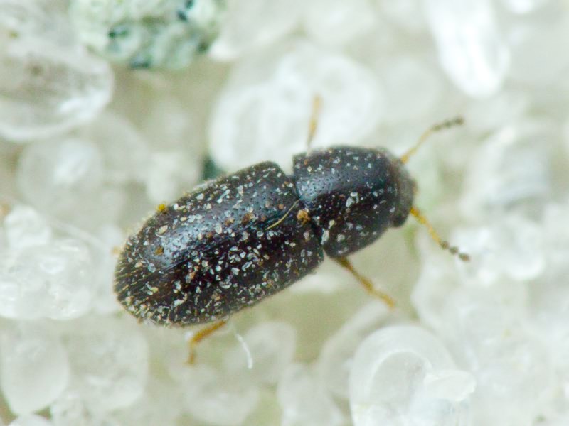 Sulcacis nitidus (Fabricius, 1792)